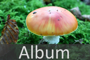 Champignonartige (Agaricales)